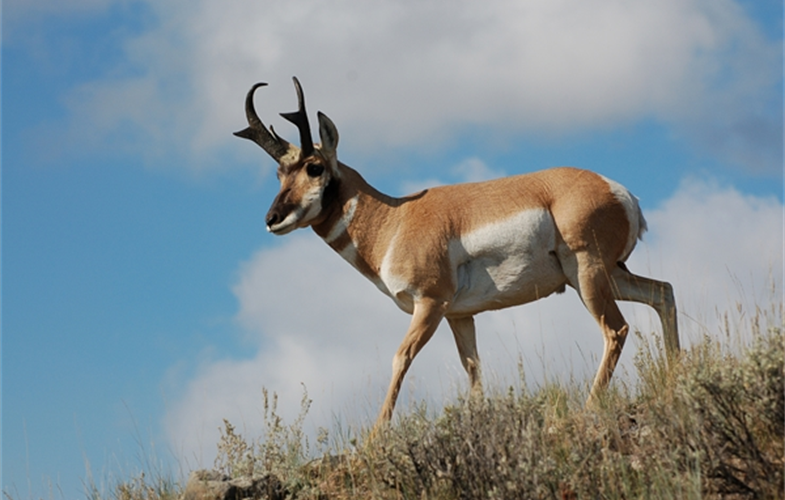 A pronghorn buck. CREDIT: Jeff Burrell
